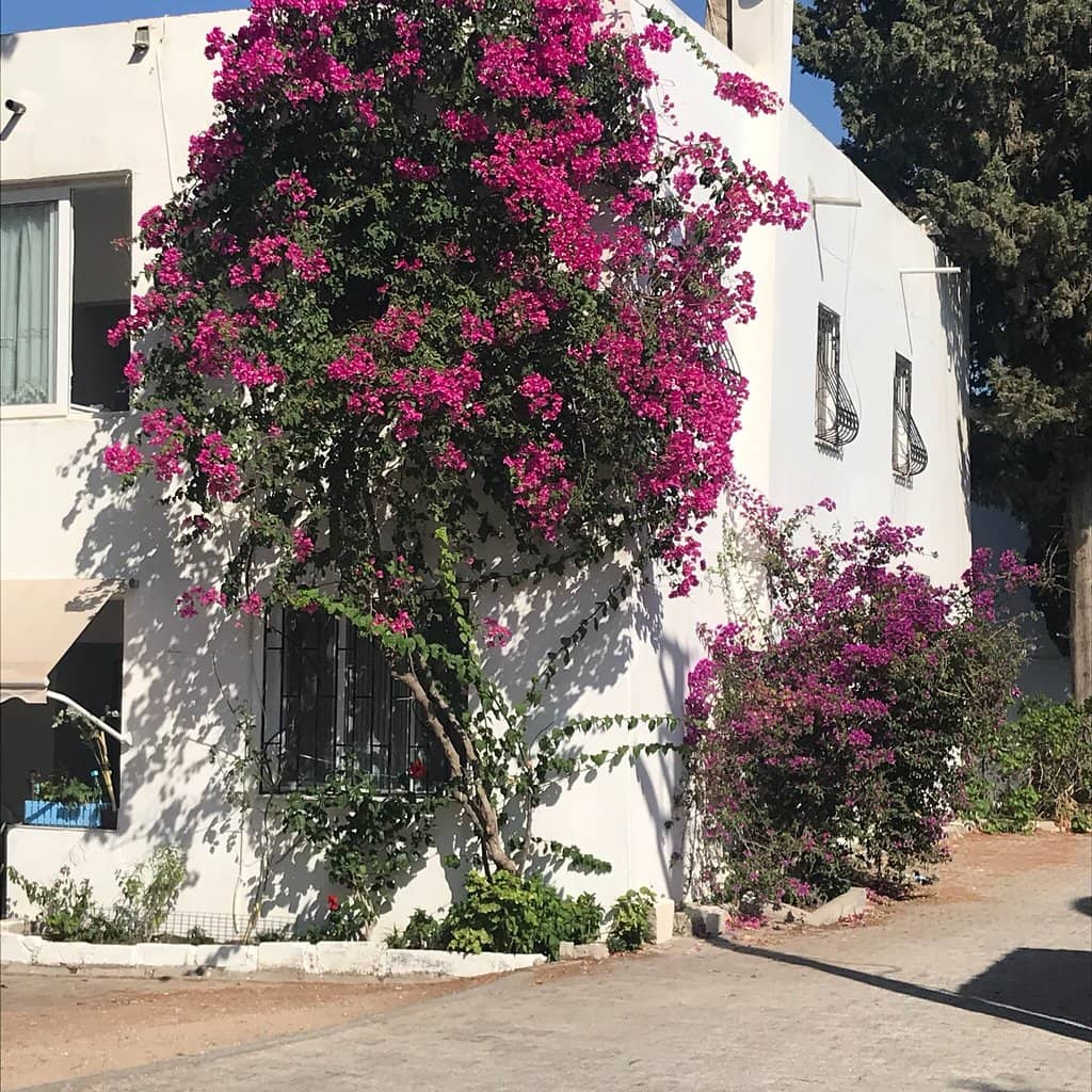 Vibrant Beachfront Dining