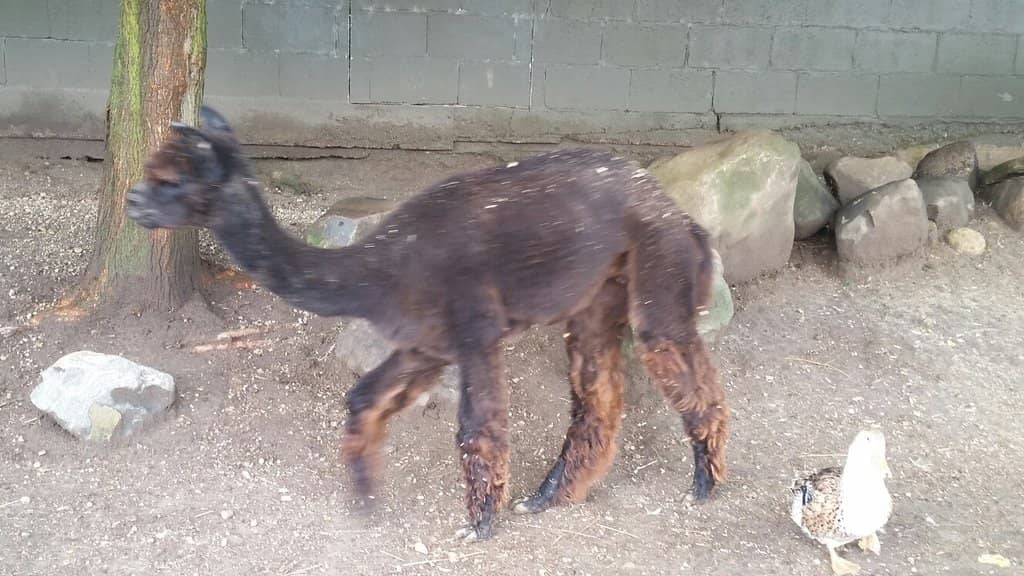 Drive-Thru Safari Adventure