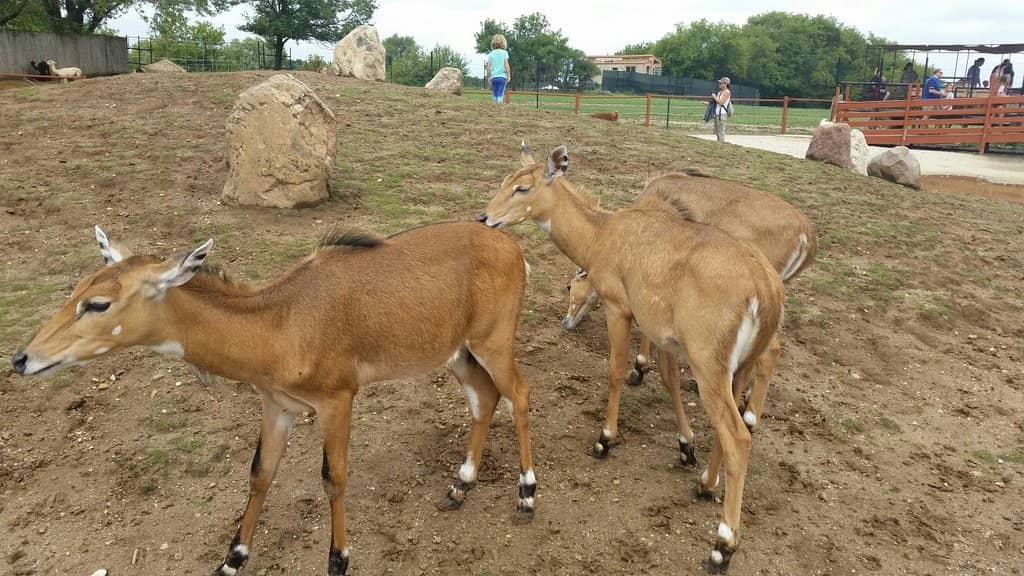 Interactive Petting Zoo