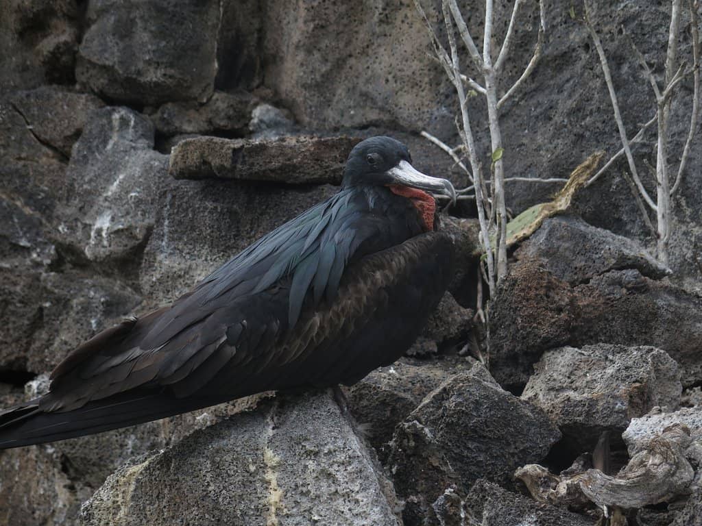 Blue-footed Booby Colony