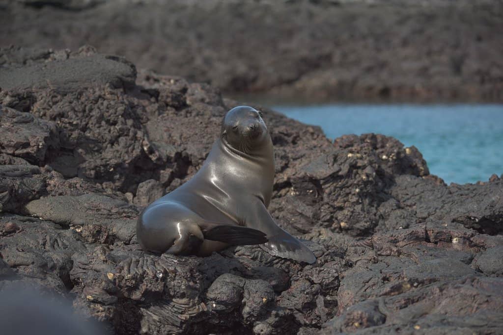 Pahoehoe Lava Fields