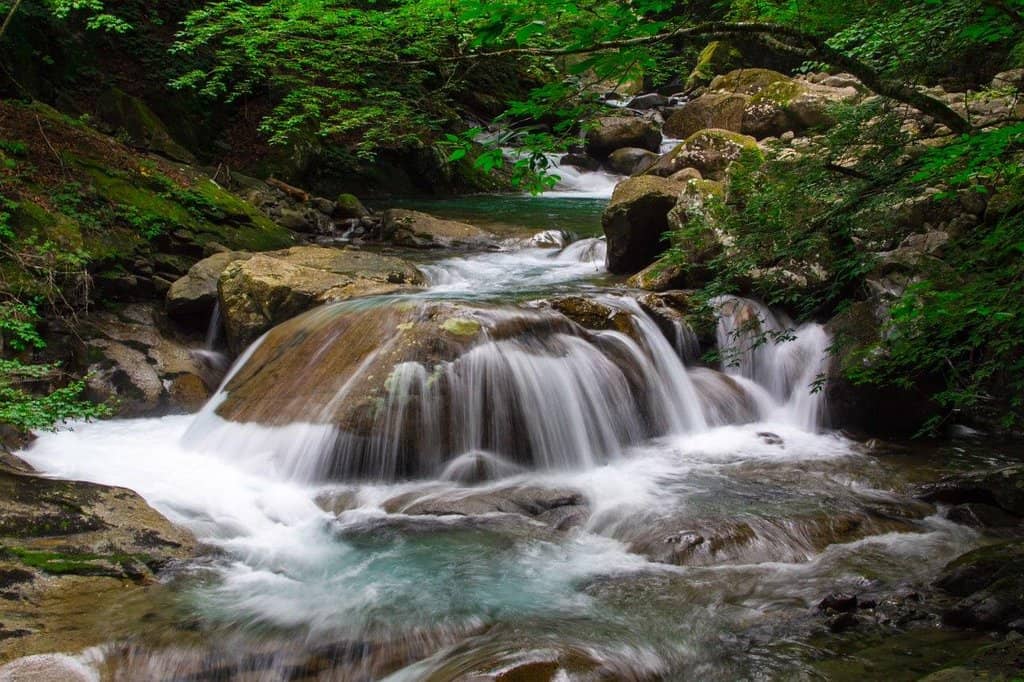 Vibrant Green River