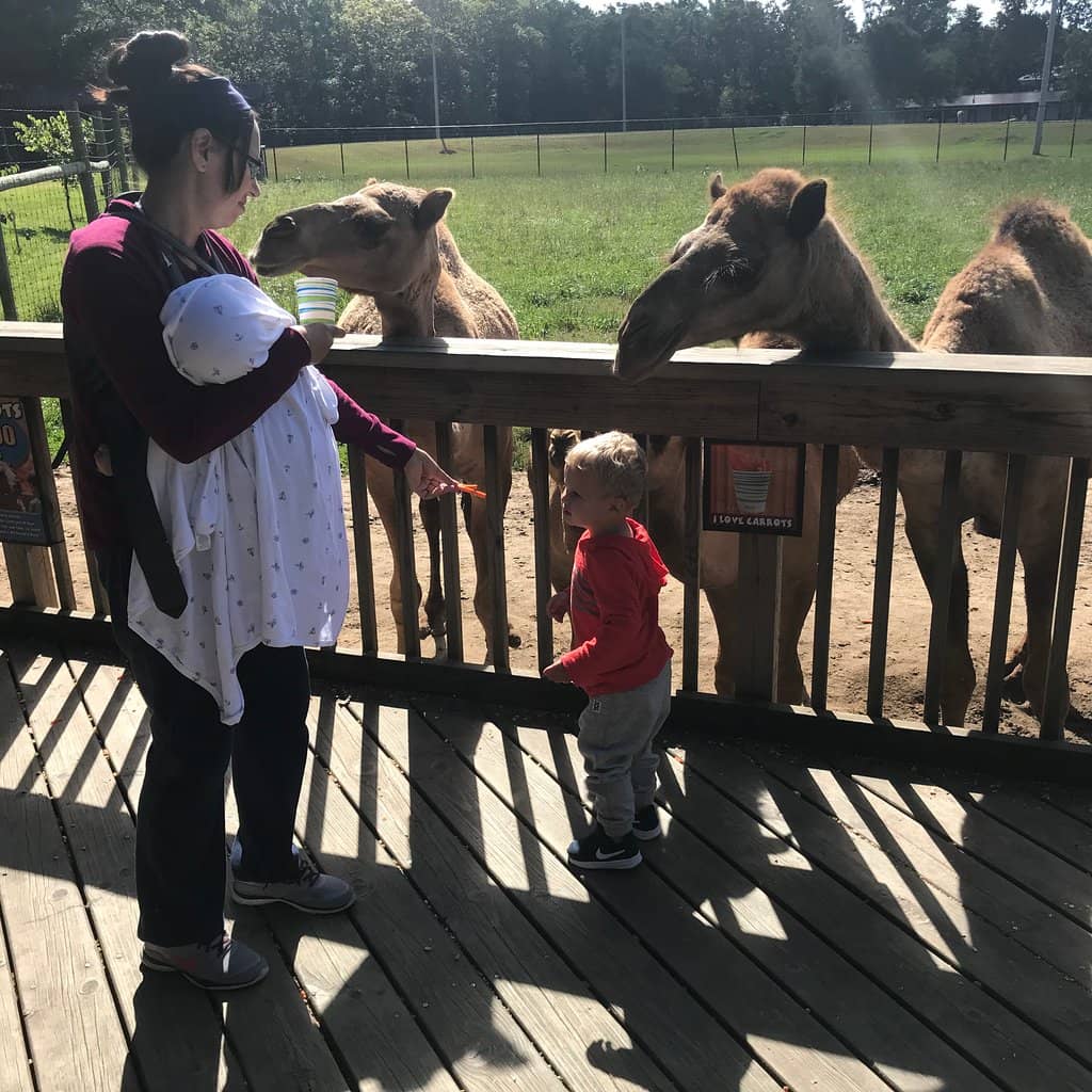 Kangaroo Enclosure