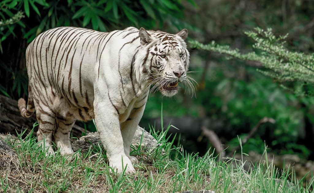Majestic Big Cats