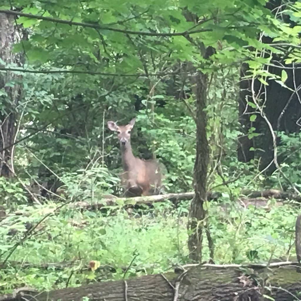 Diverse Hiking Trails