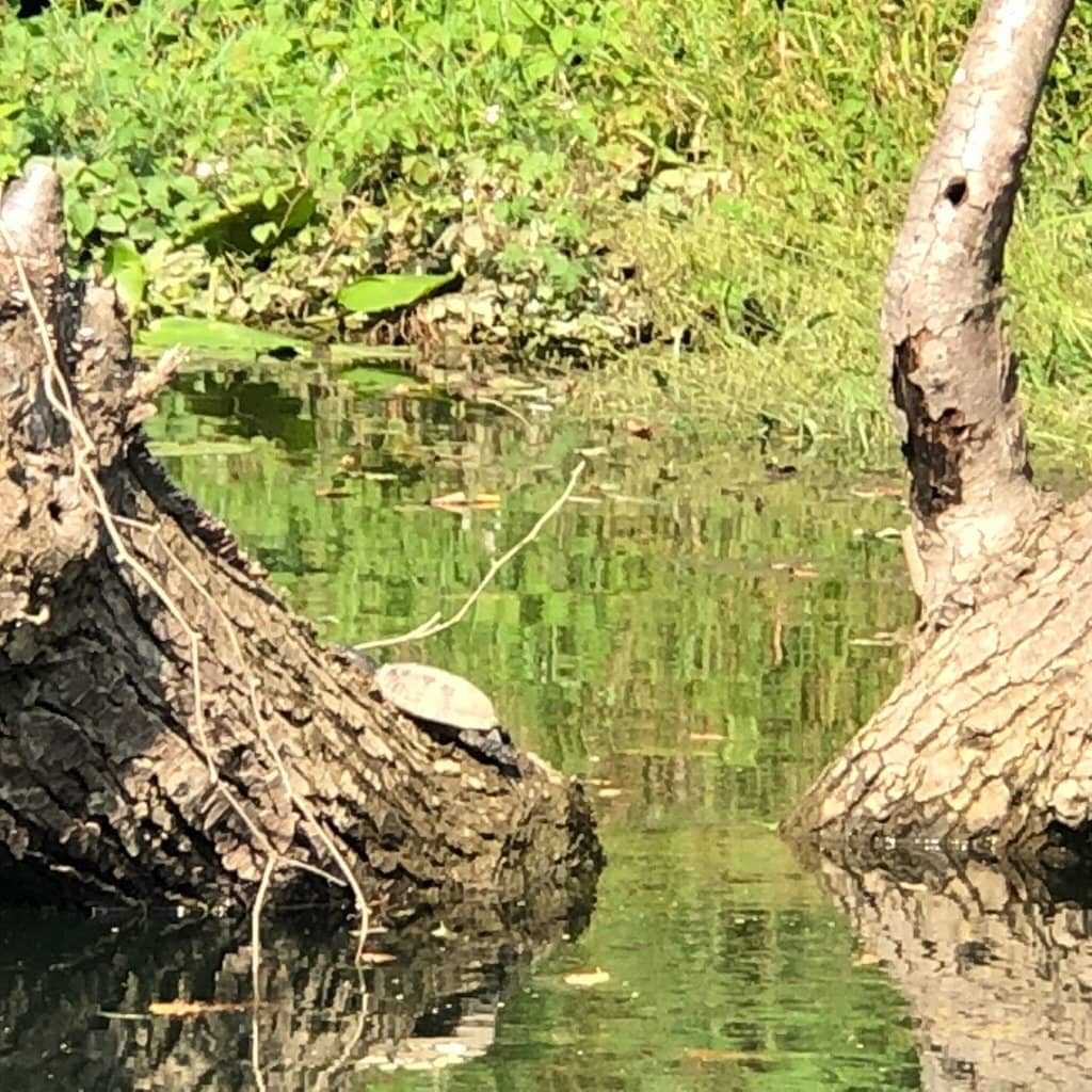 Ancient Volcanic Landscapes
