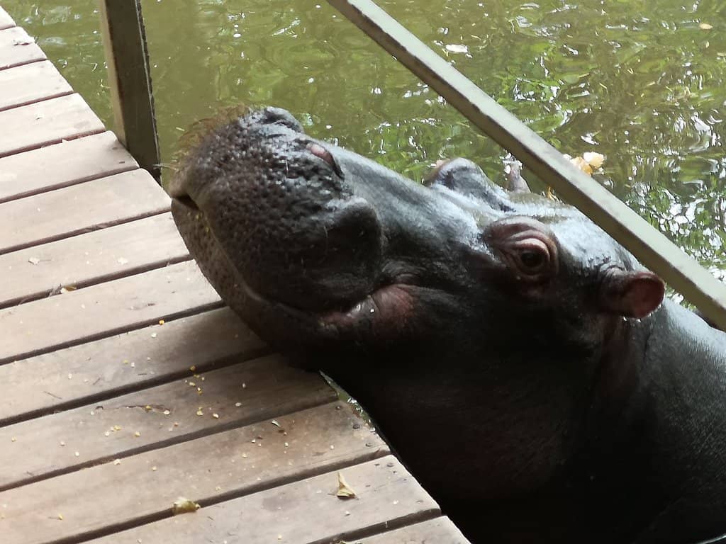 Jessica's Remarkable Rescue Story