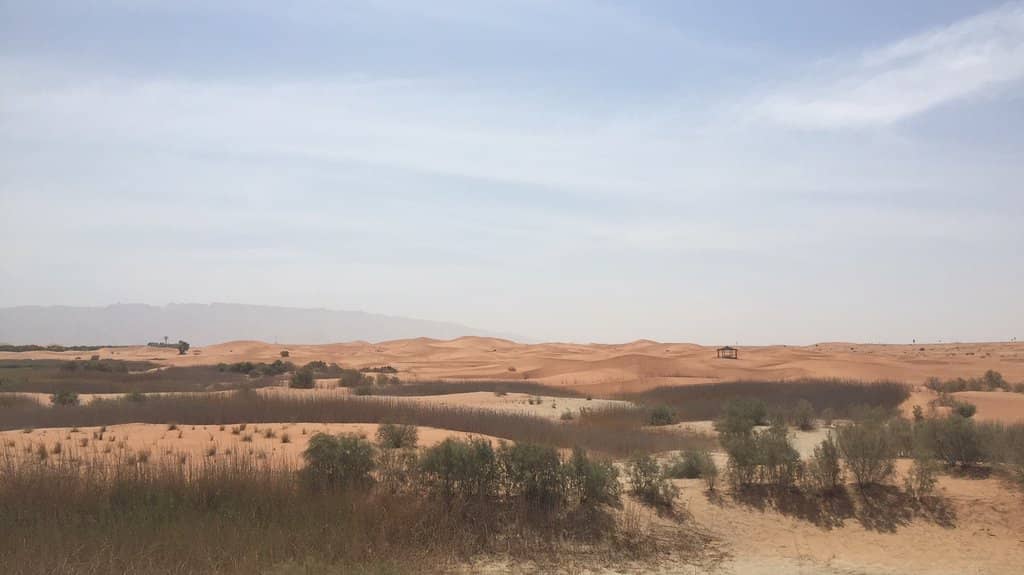 Desert Vistas