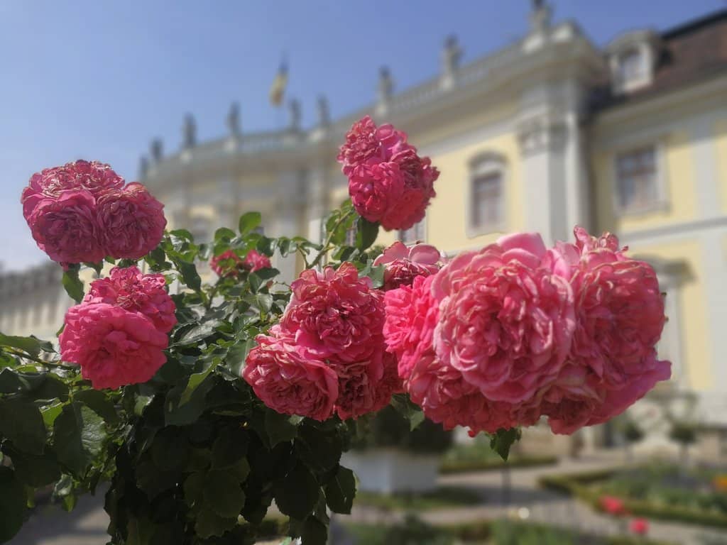 Balloon Bubble Festival