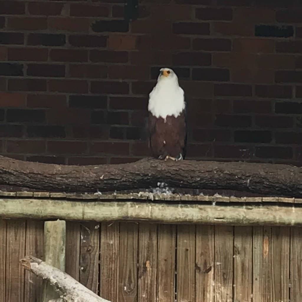 Up-Close Raptor Encounters