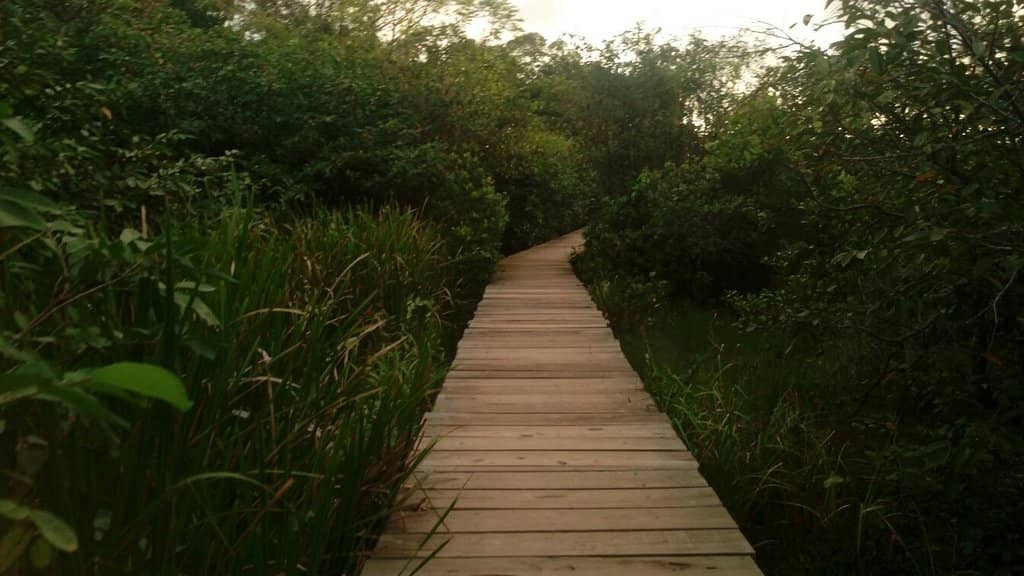 Aquatic Bird Watching