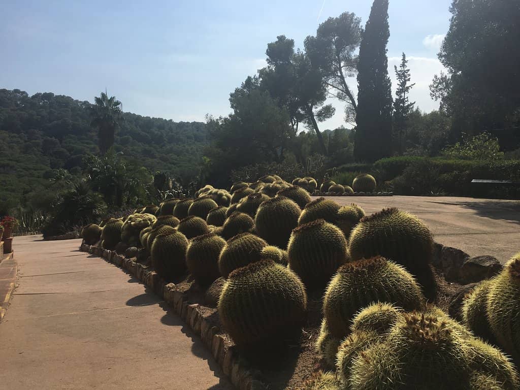 Palm-Lined Pool Oasis