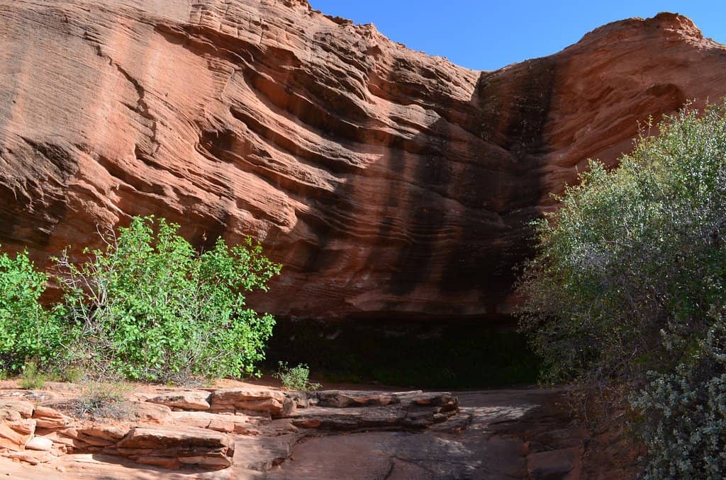 The Lush Hanging Garden