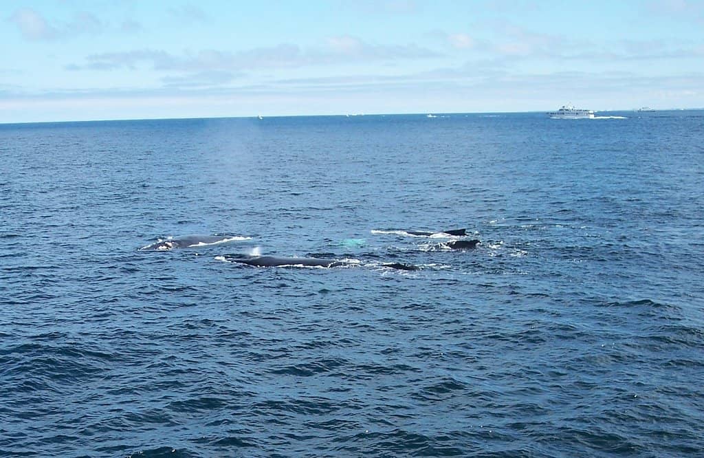 Dolphin Feeding Frenzies