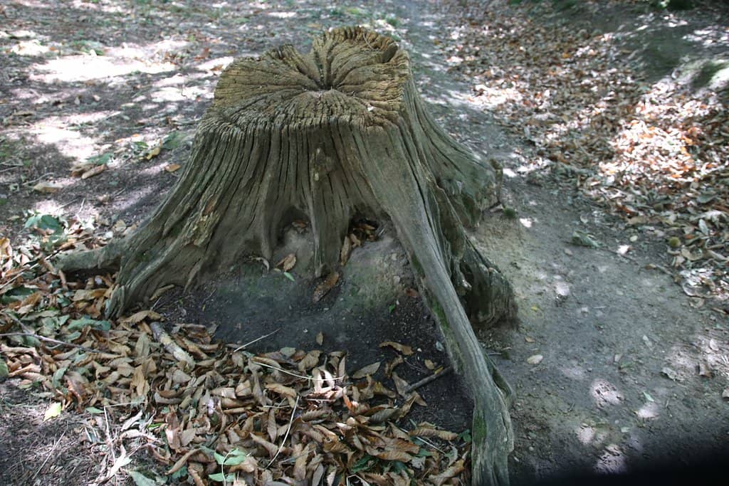 Woodland Walks & Views