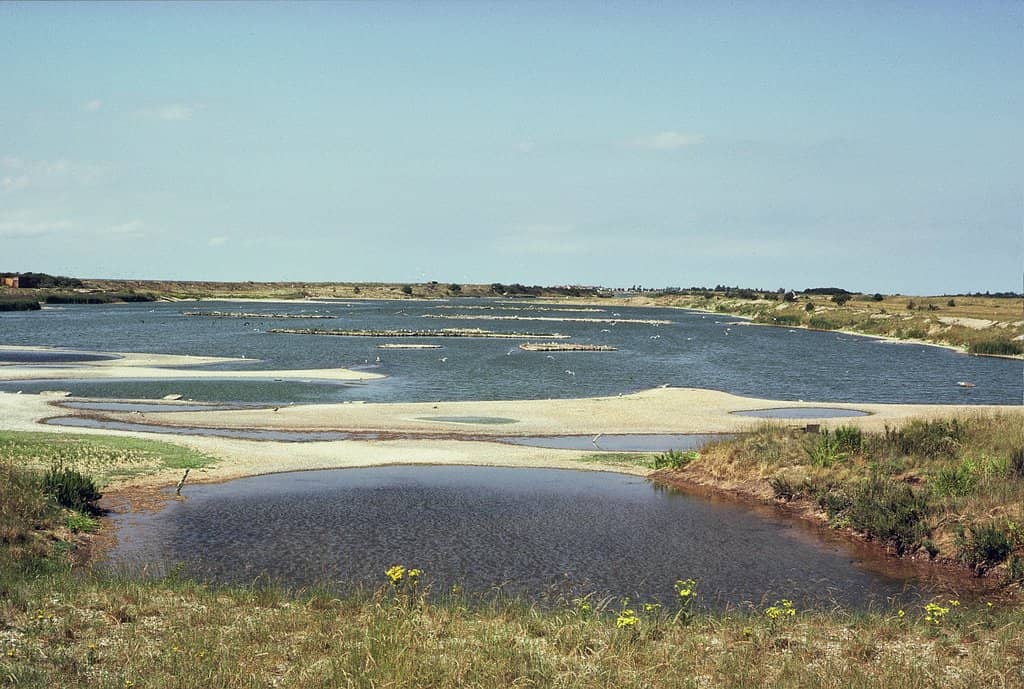Wader Roost Site