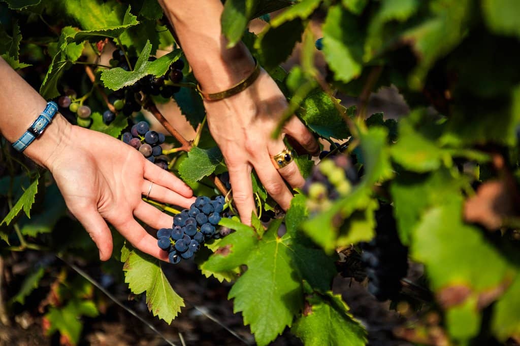 Champagne Production Process