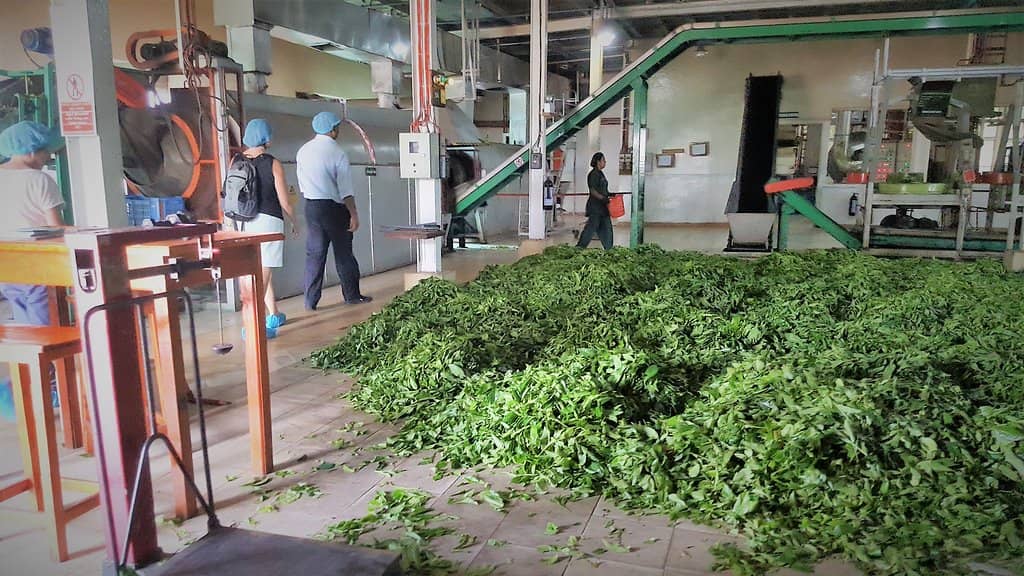 Tea Production Tour
