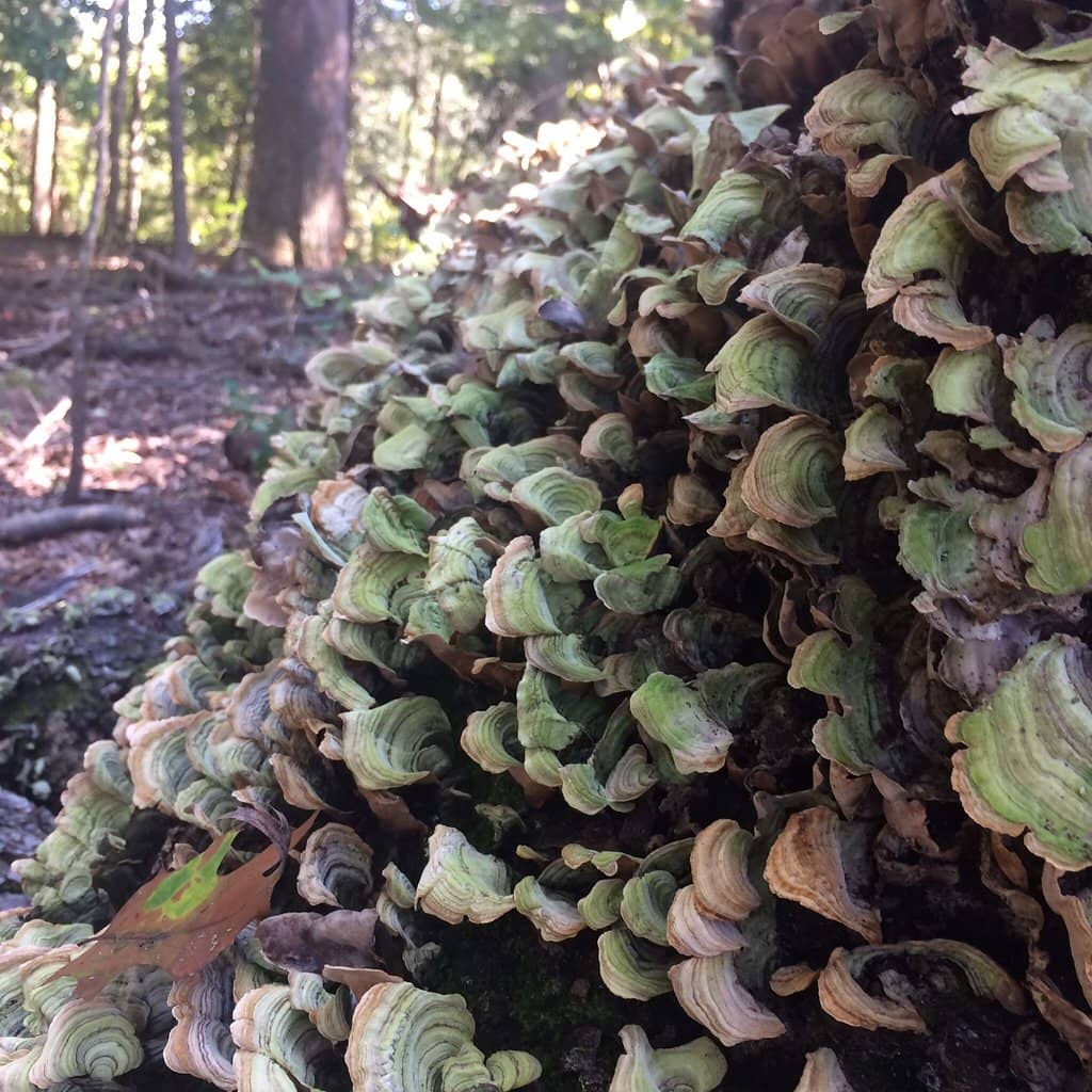 Marsh Boardwalk Trails