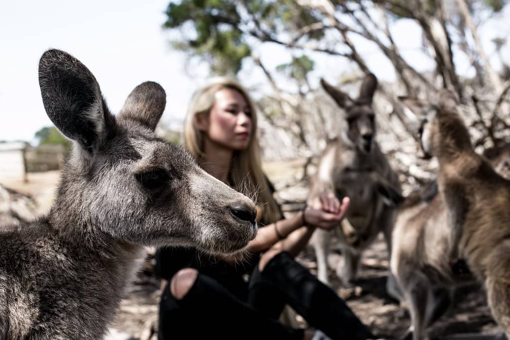 Wildlife Park Encounters