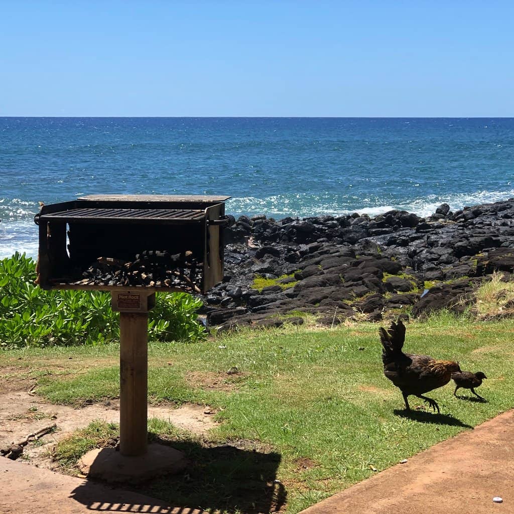 Sunset Sea Turtle Gathering