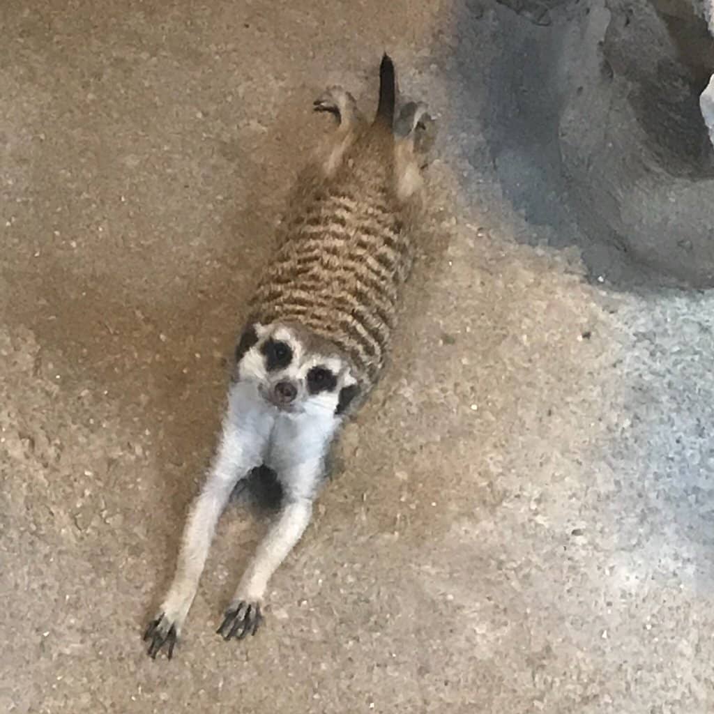 Meerkats & Meerkats!