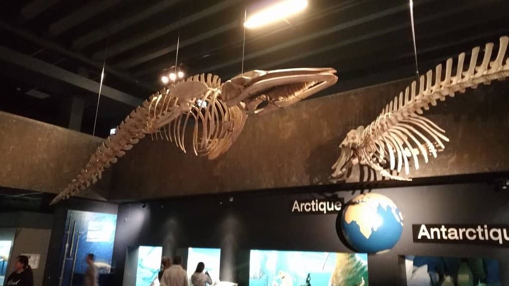 Fossil Discoveries