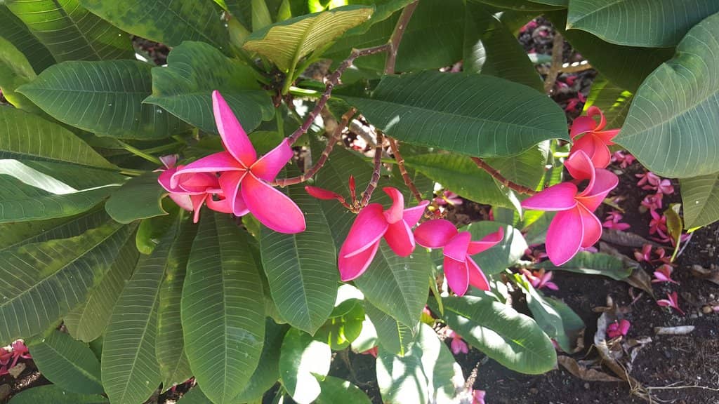 Plumeria Grove