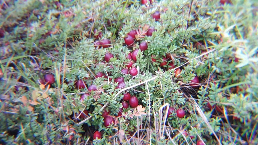 The Iconic Boardwalk