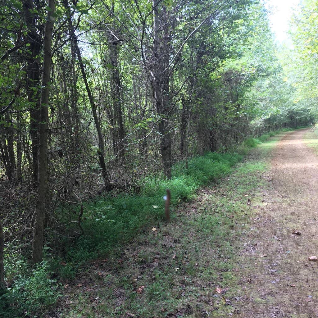 Wildlife Watching