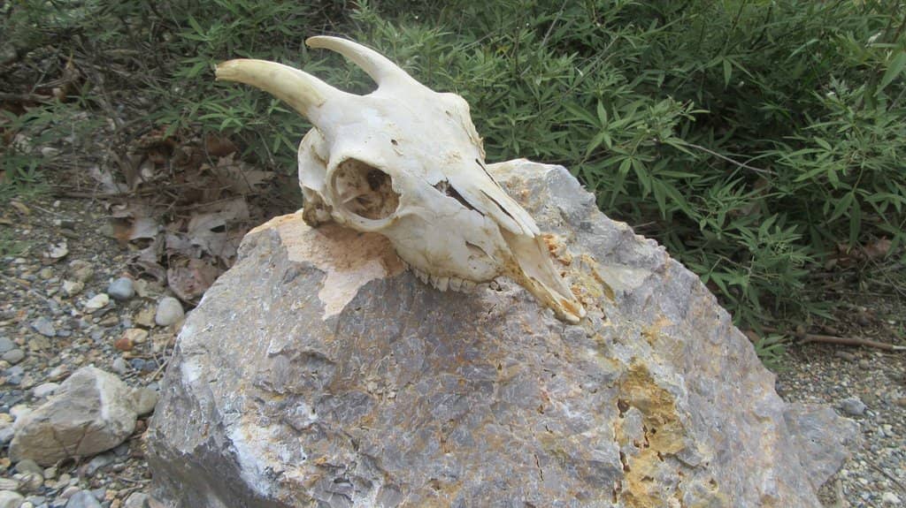 Wild and Untamed Landscape