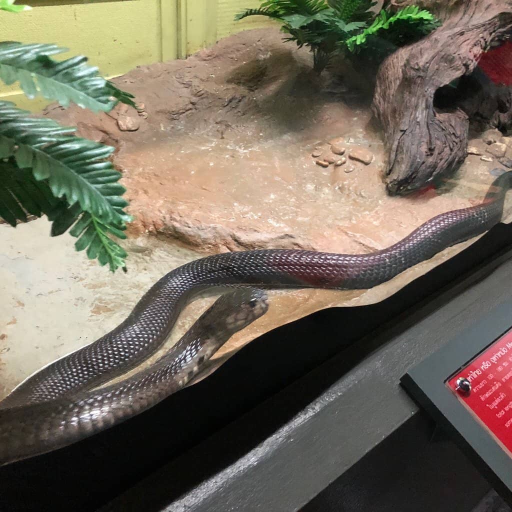 Snake Handling & Photo Ops