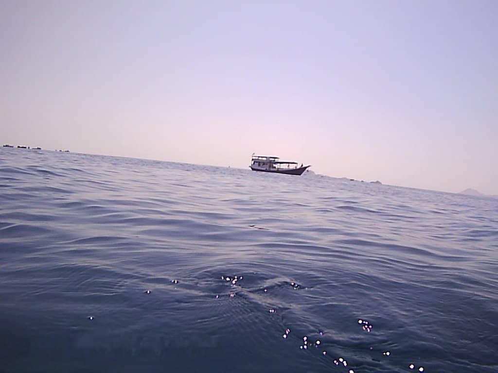 Swim with Majestic Manta Rays