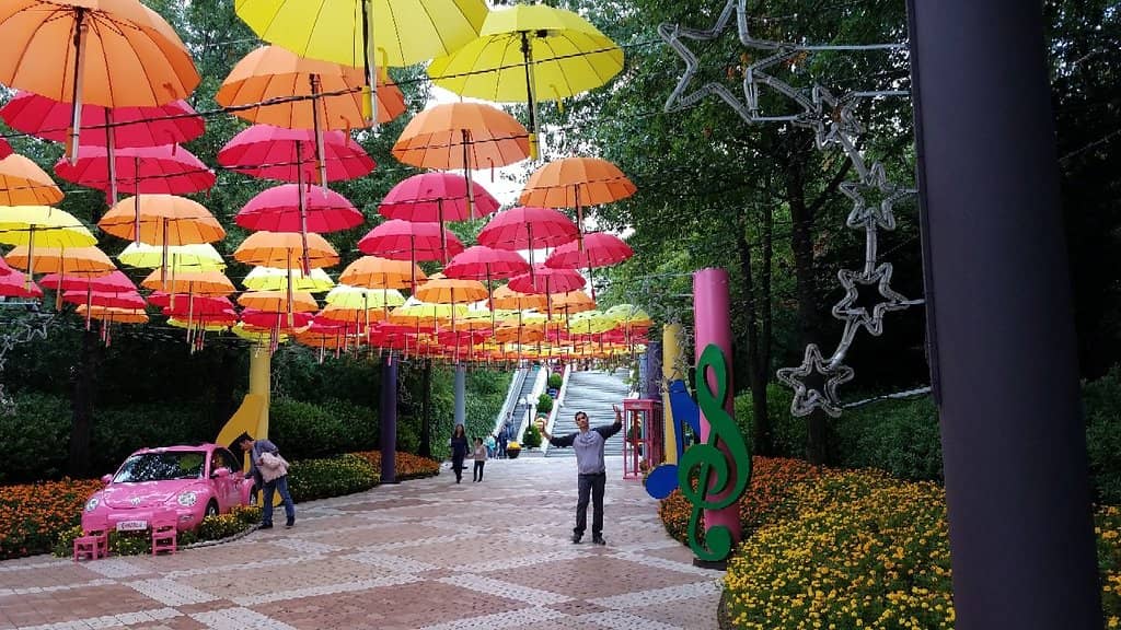 Cherry Blossom Spectacle