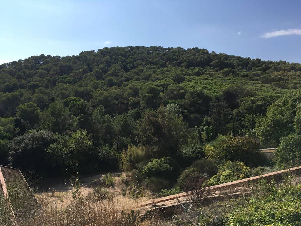 Europe's Diverse Cactus Collection