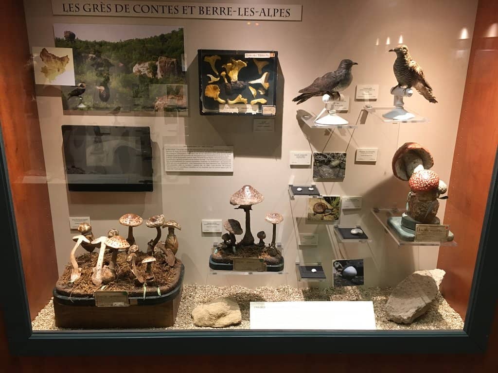 Taxidermy Collection