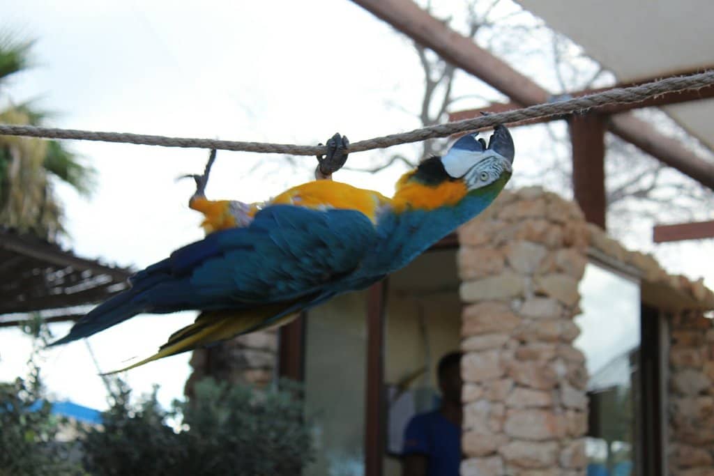 Parrot & Bird Feeding