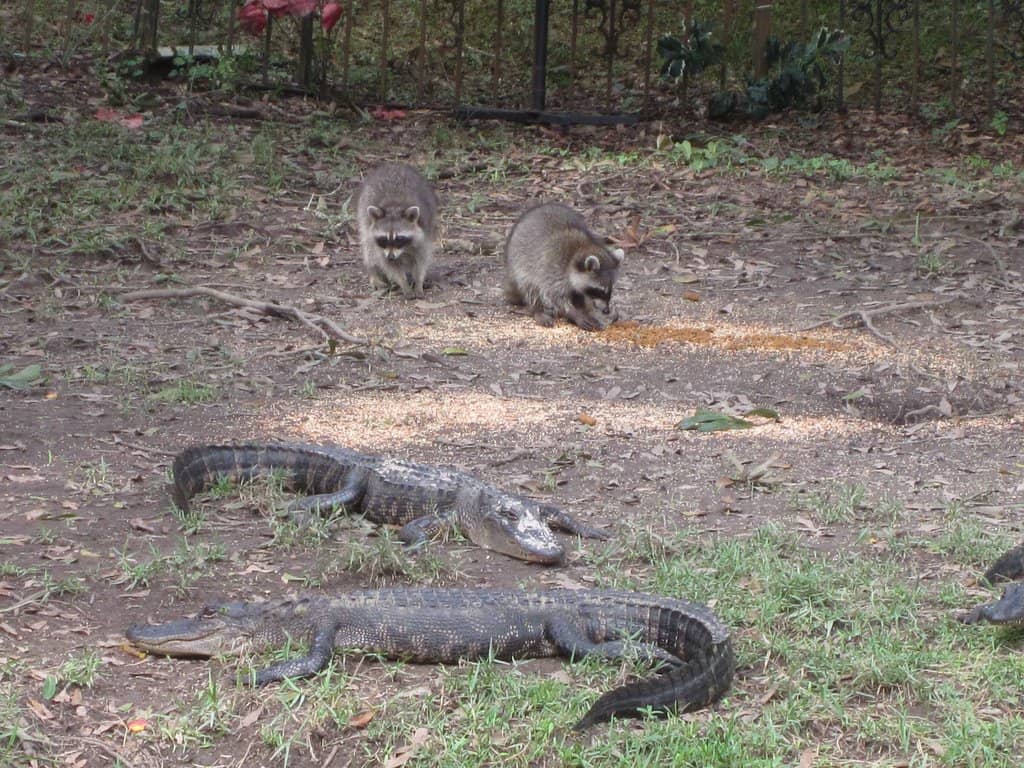 Whitney Plantation