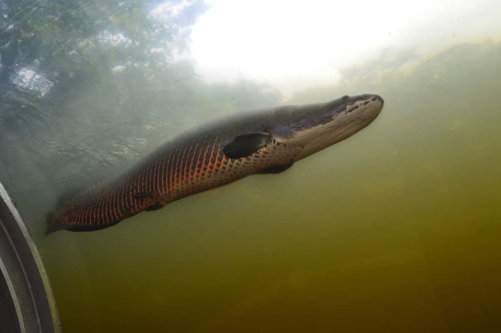 Petting and Feeding Areas