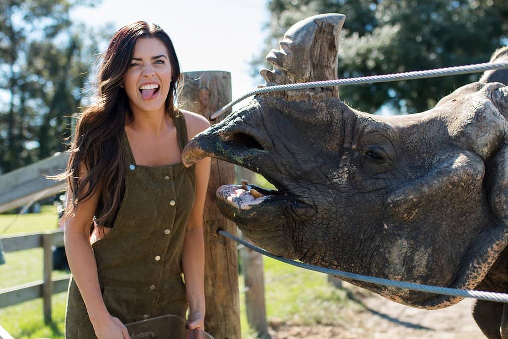 Giraffe Feeding