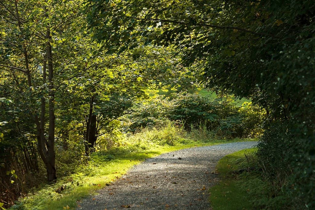 Father-Son Bonding Spot