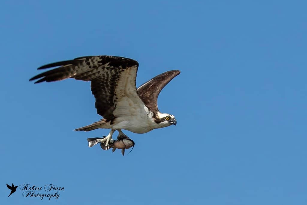 Alligator Encounters