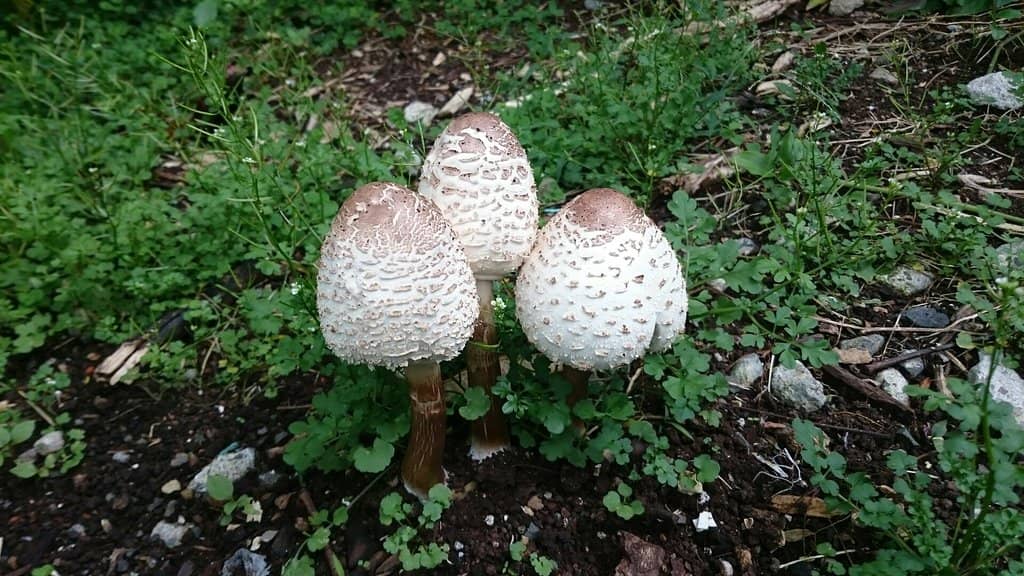 Tropical Rainforest Trails