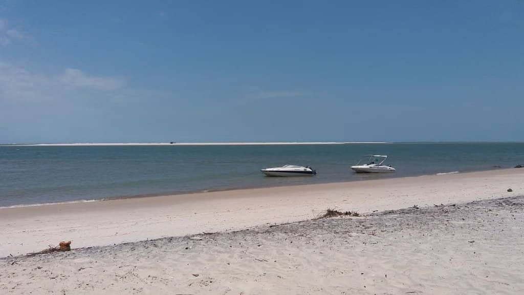 Mangrove Exploration