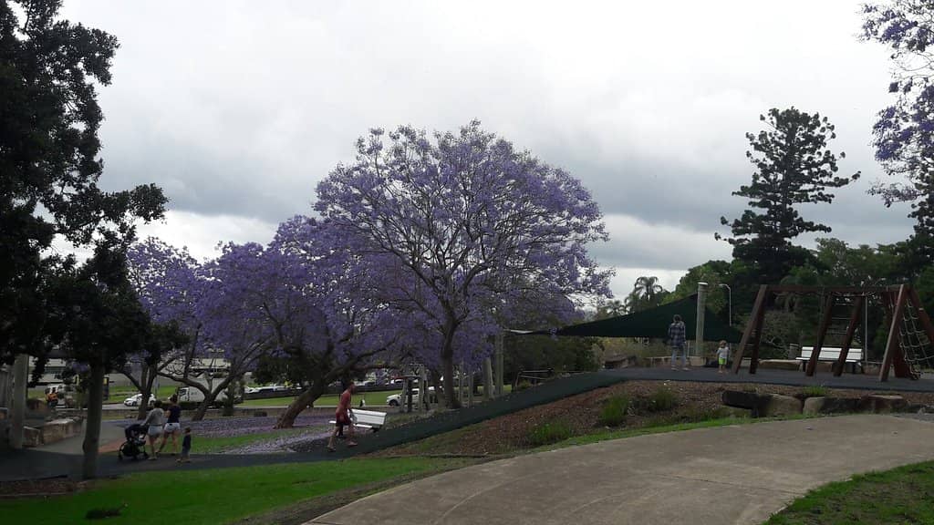 Jacaranda Blooms