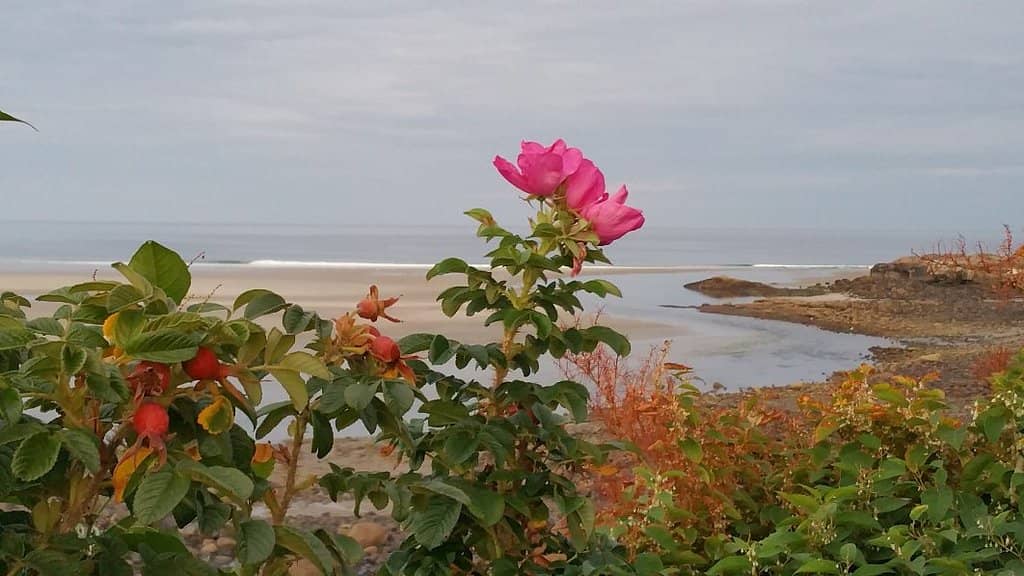 Lobster Point Lighthouse