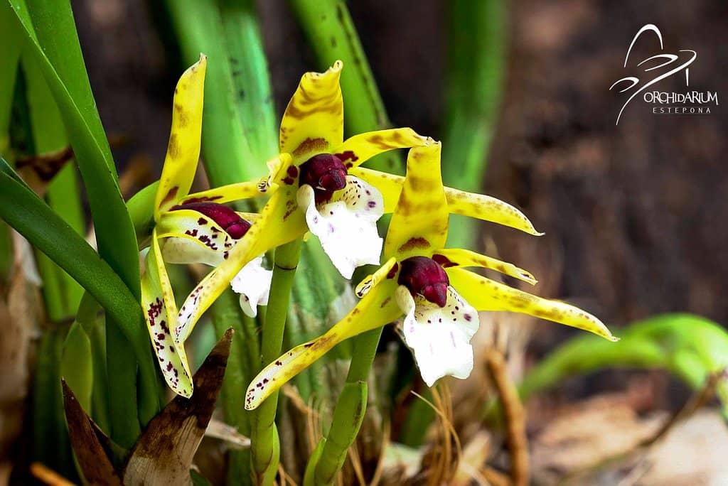 Tropical Plant Diversity