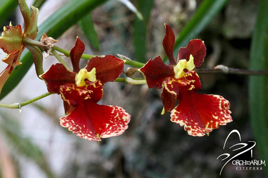 Vast Orchid Collection