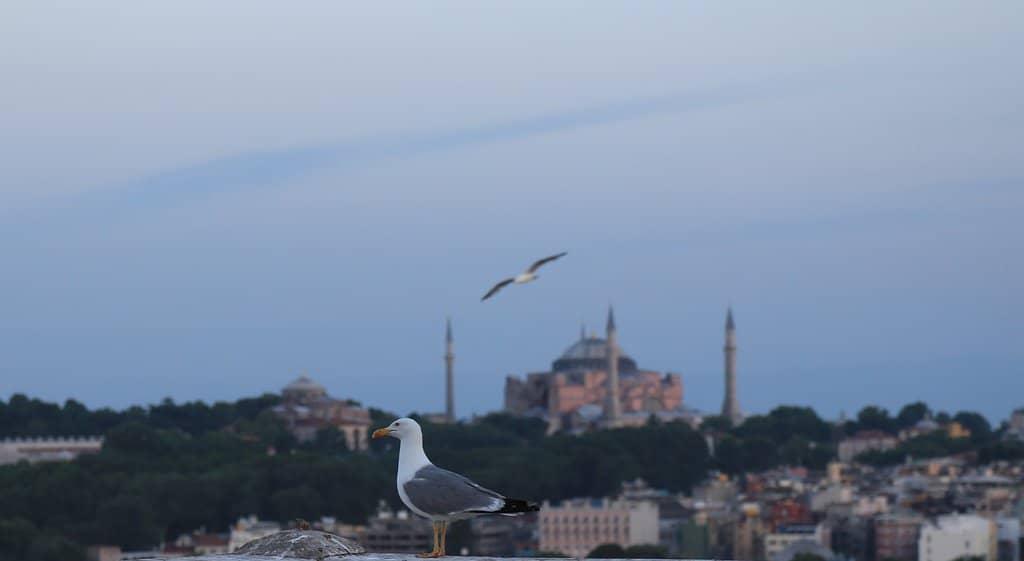 Charming Interior Ambiance