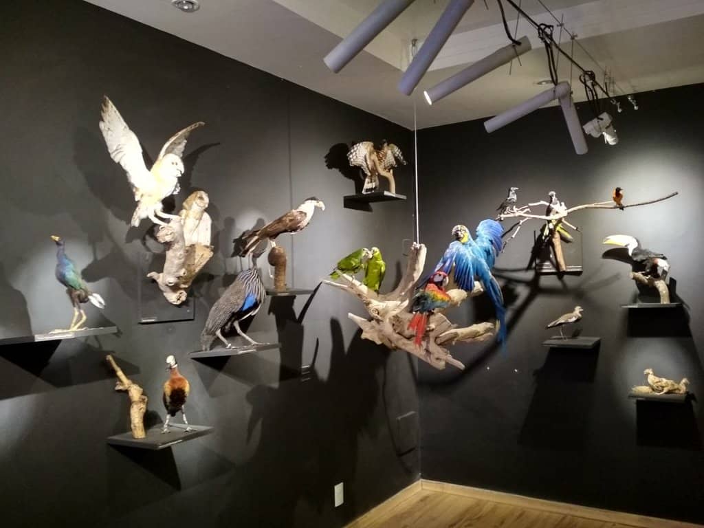 Fossil & Art Collection